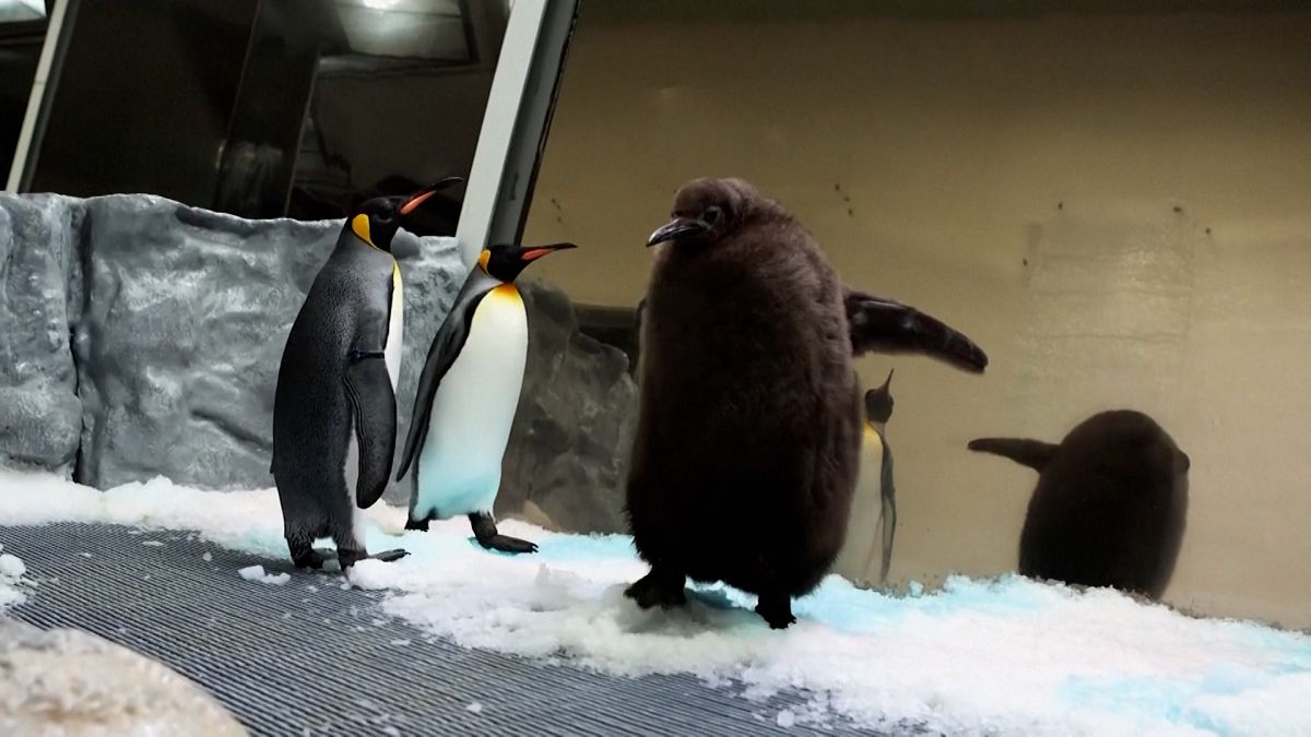 Video. Dev penguen pestosu Melbourne Akvaryumu'nun kalbini kazandı