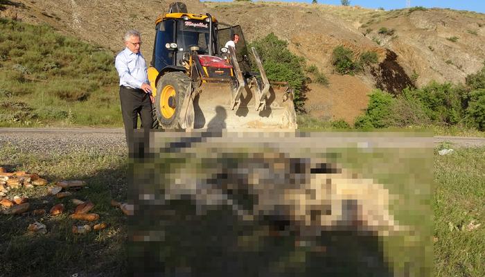 Yozgat'ta çok sayıda köpek kimyasal kullanılarak öldürüldü!  Vali açıklama yaptı: "Suç duyurusunda bulunuldu"