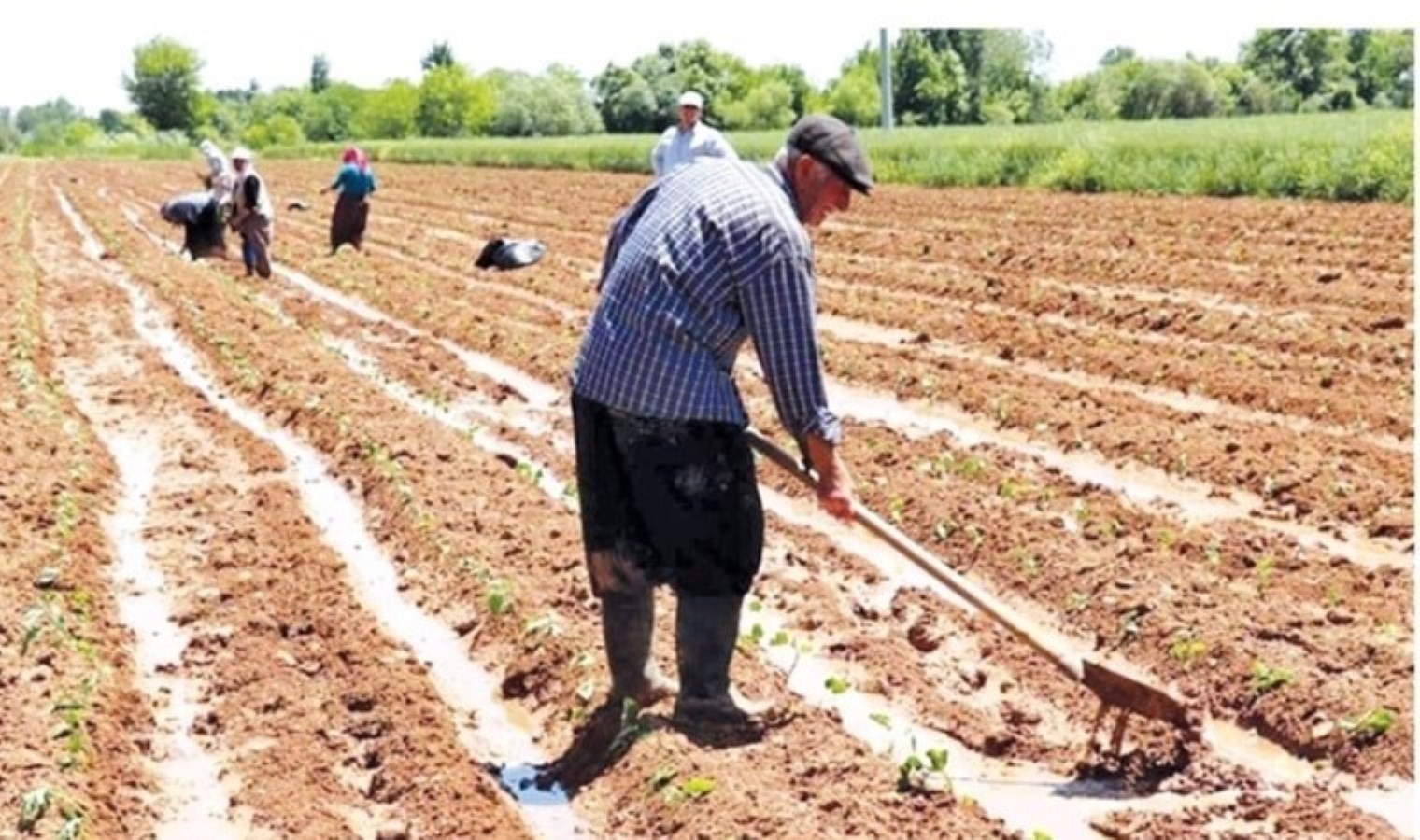 Düşük çay ve buğday fiyatlarından kaynaklanan hayal kırıklığı sürerken, sırada fındık var - Son Dakika Ekonomi Haberleri