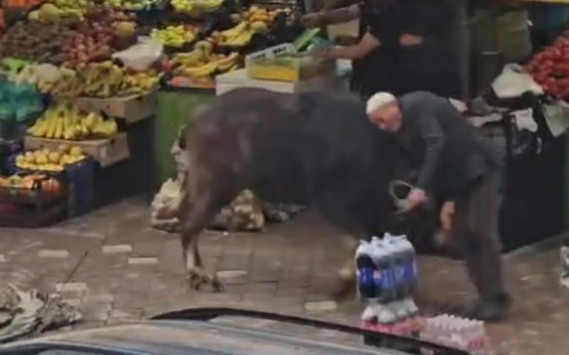 Sahibinin elinden kaçan manda vatandaşlara saldırdı